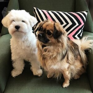Lille & Cookie hunde